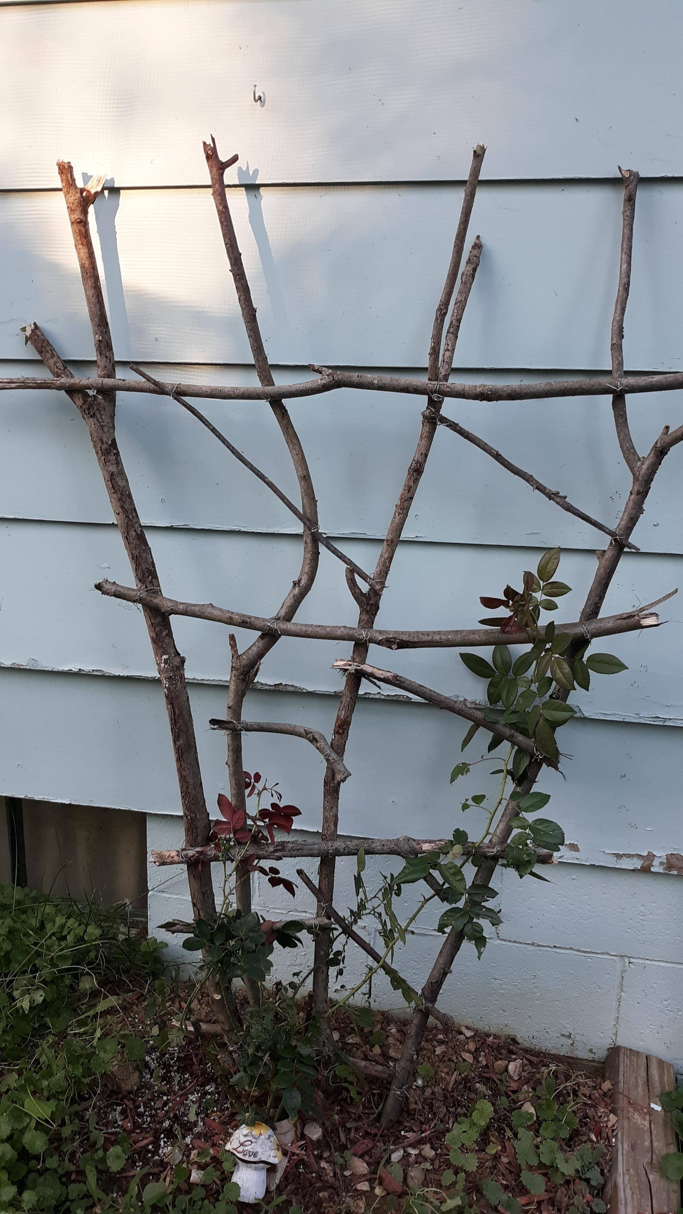 Amazing Climbing Plants Balcony Decoration