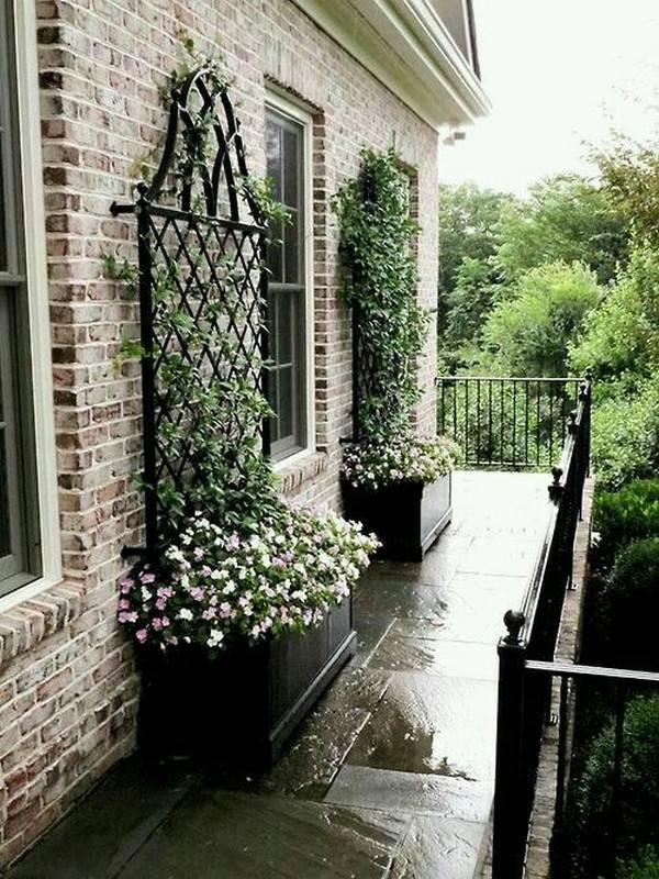 Amazing Climbing Plants Balcony Decoration