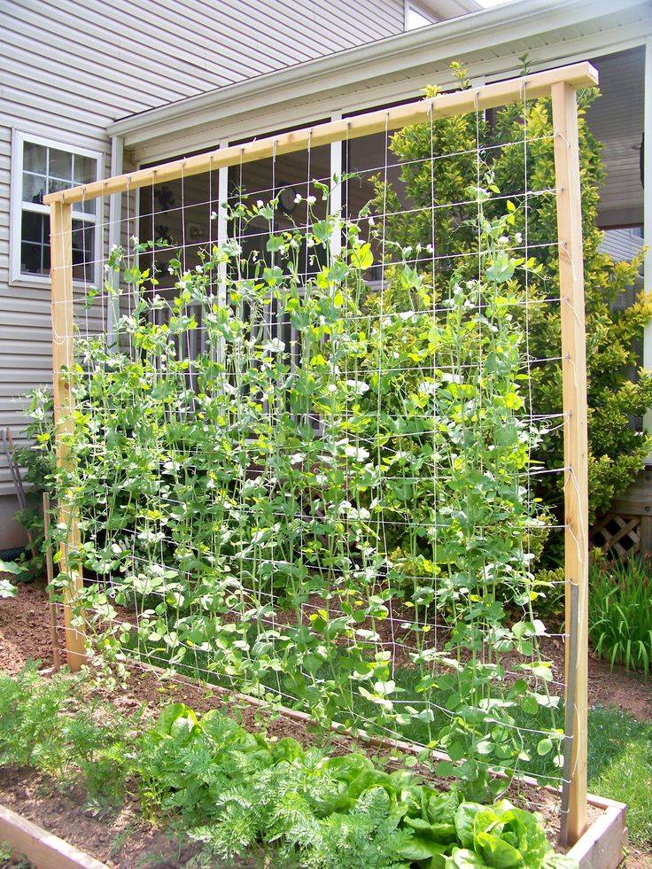 Garden Trellis Ideas
