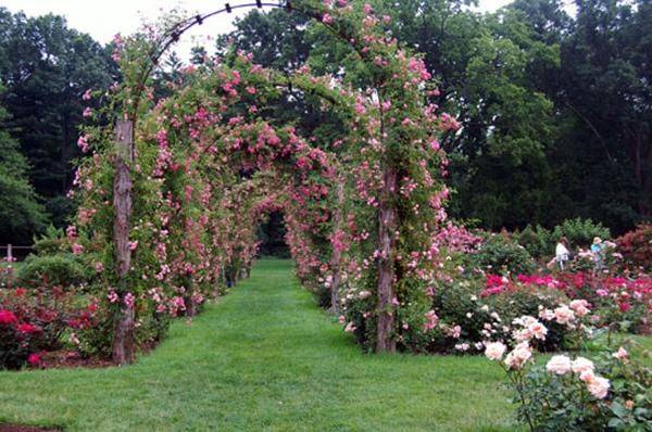 Small Rose Garden Design Ideas