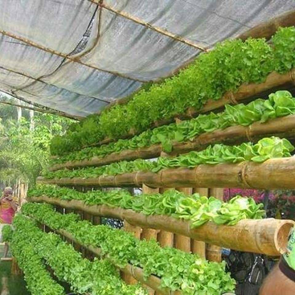Vertical Gardens Ideas
