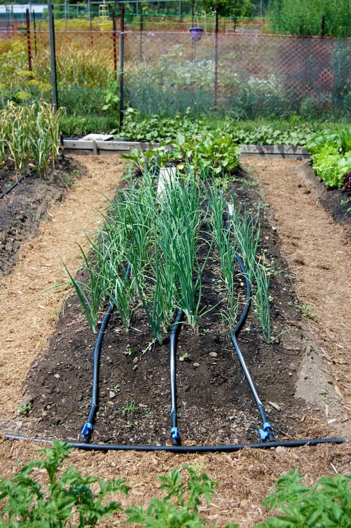 Dig Raised Bed Garden Drip Irrigation Kitml