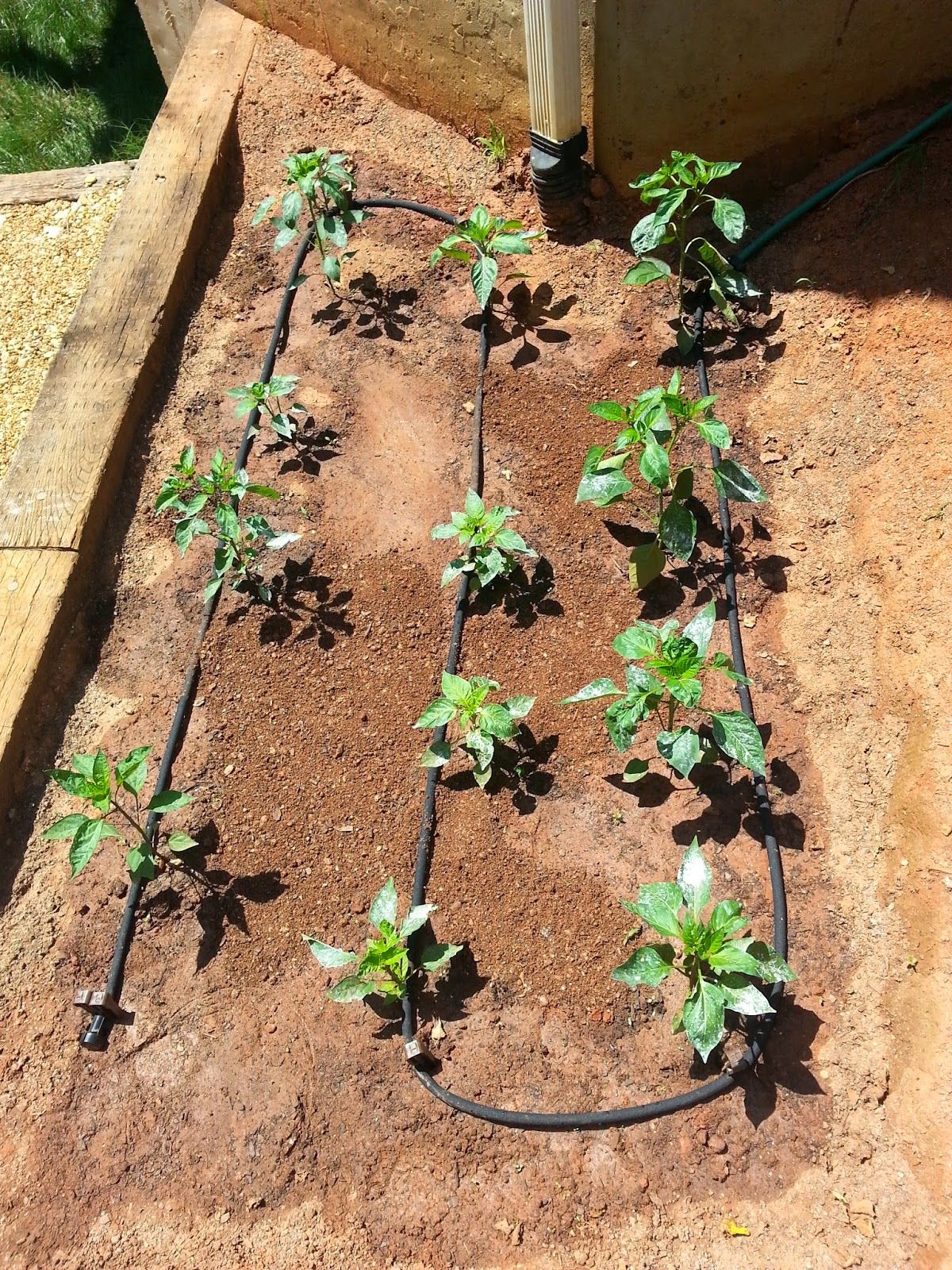 Self Watering Raised Garden Bed