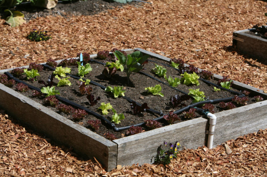 Smart Selfwatering Garden Ideas