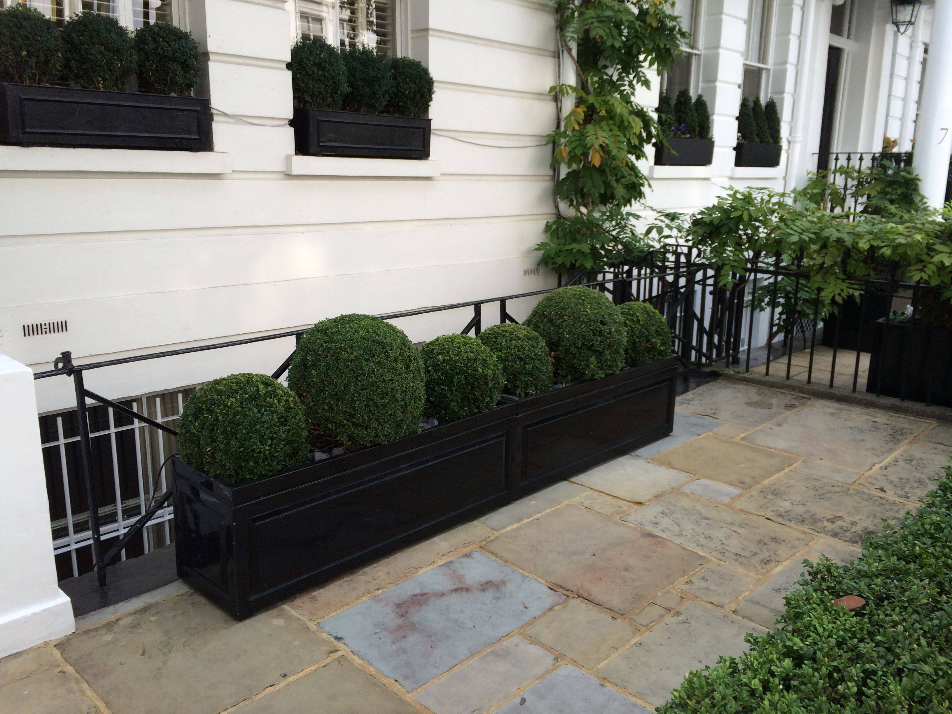 22 Buxus Garden Ideas You Must Look | SharonSable