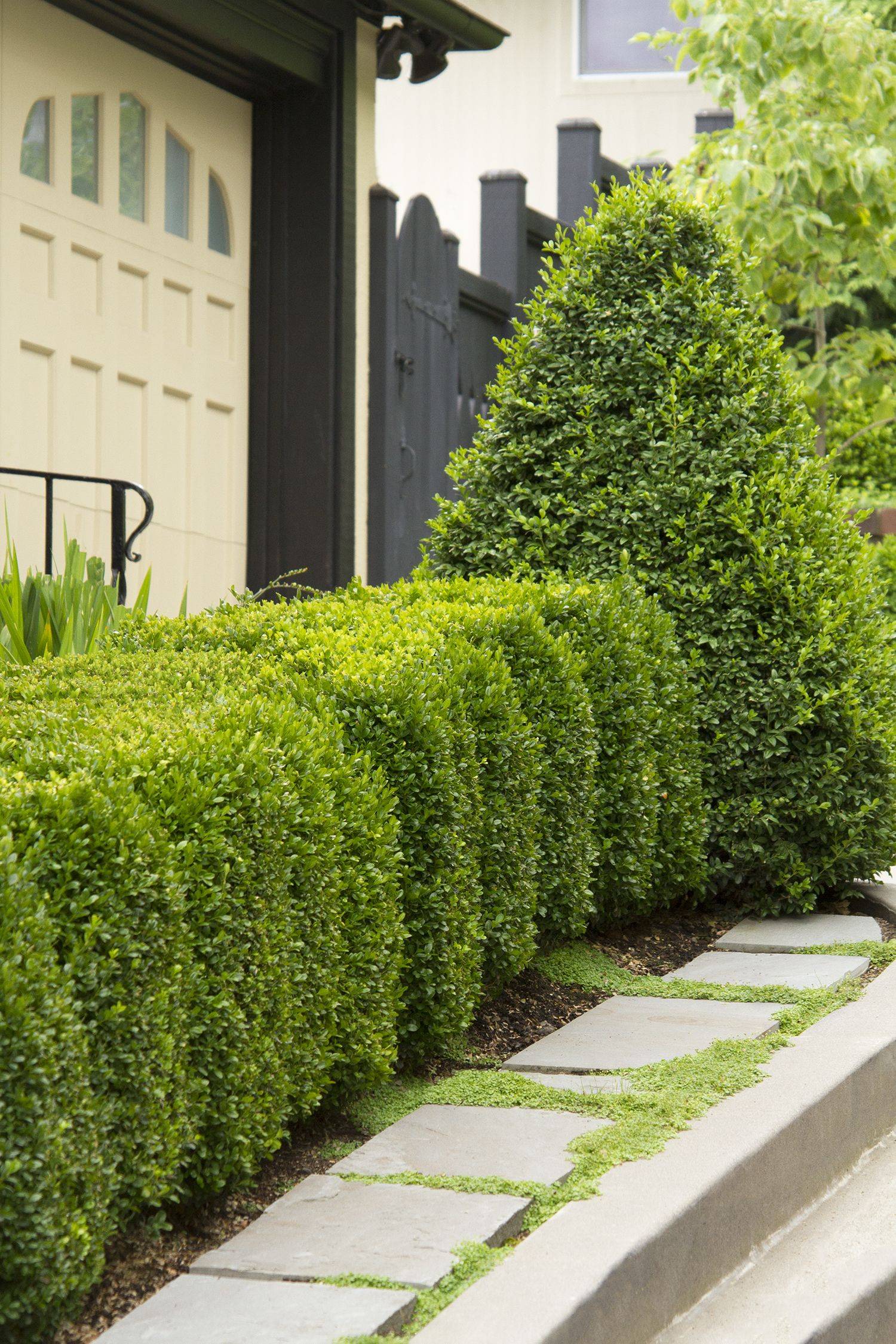 Buxus Sempervirens Balls