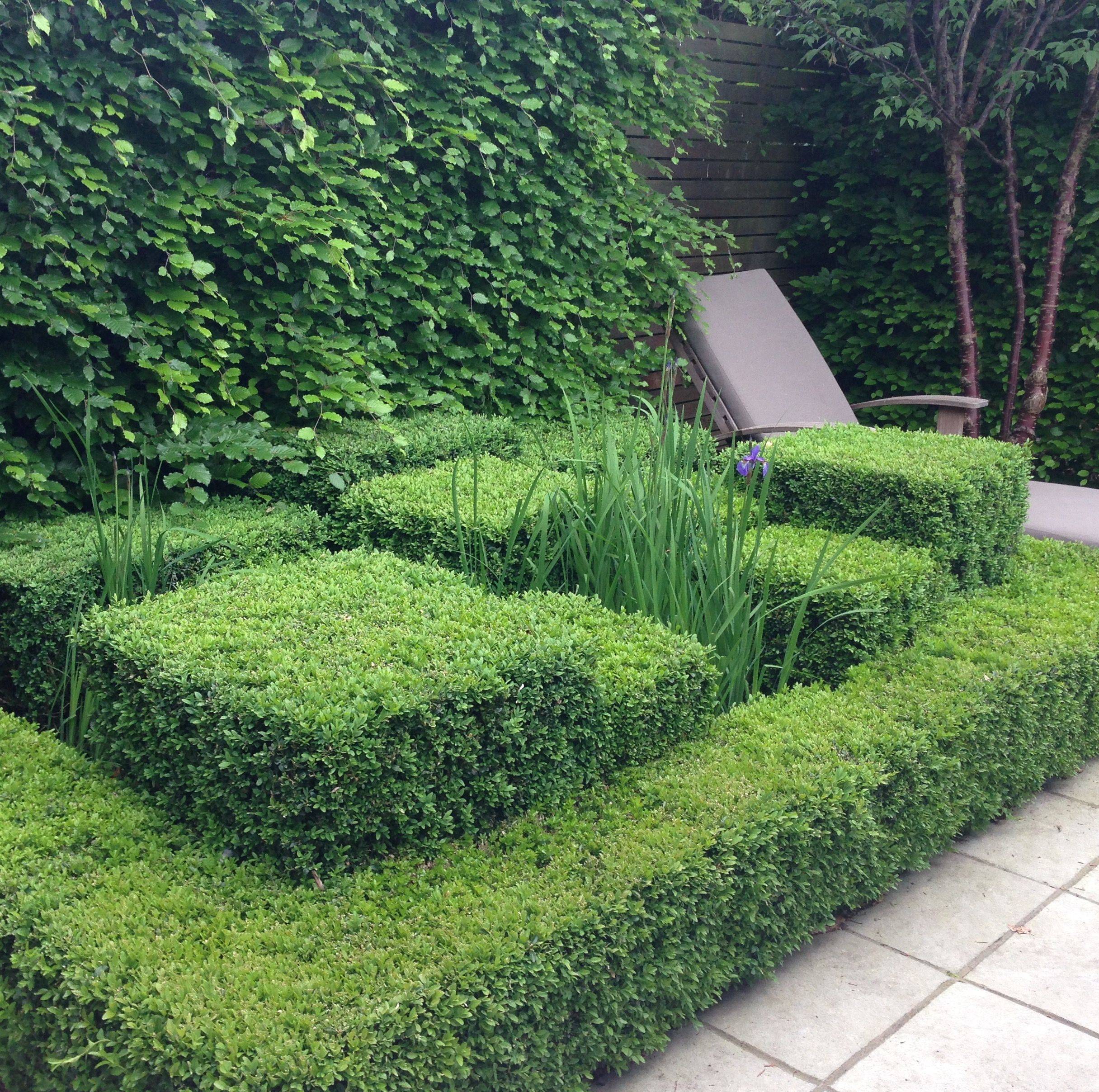 Buxus Hedge Topiary Pond Fountain Plants