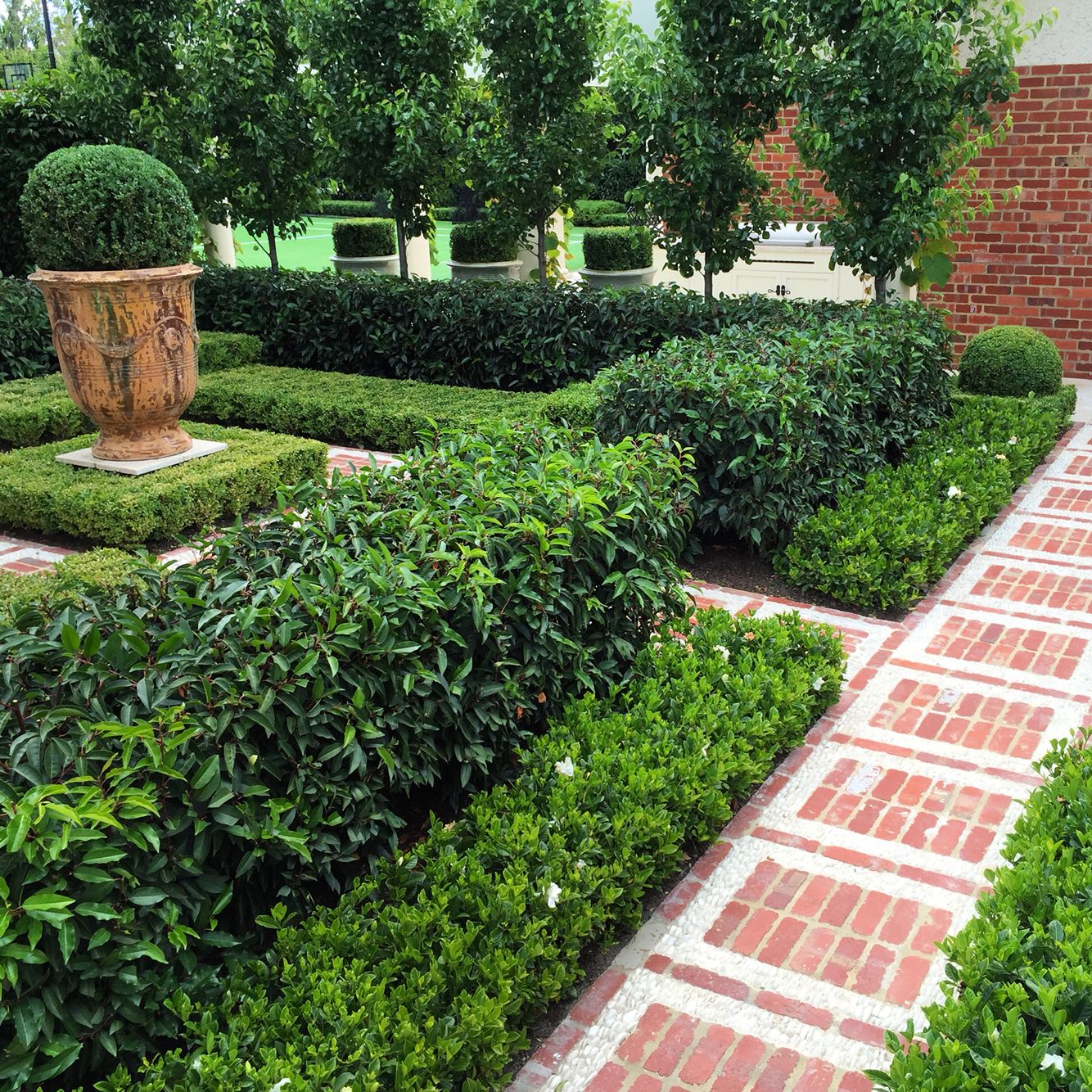 Boxwood Hedges