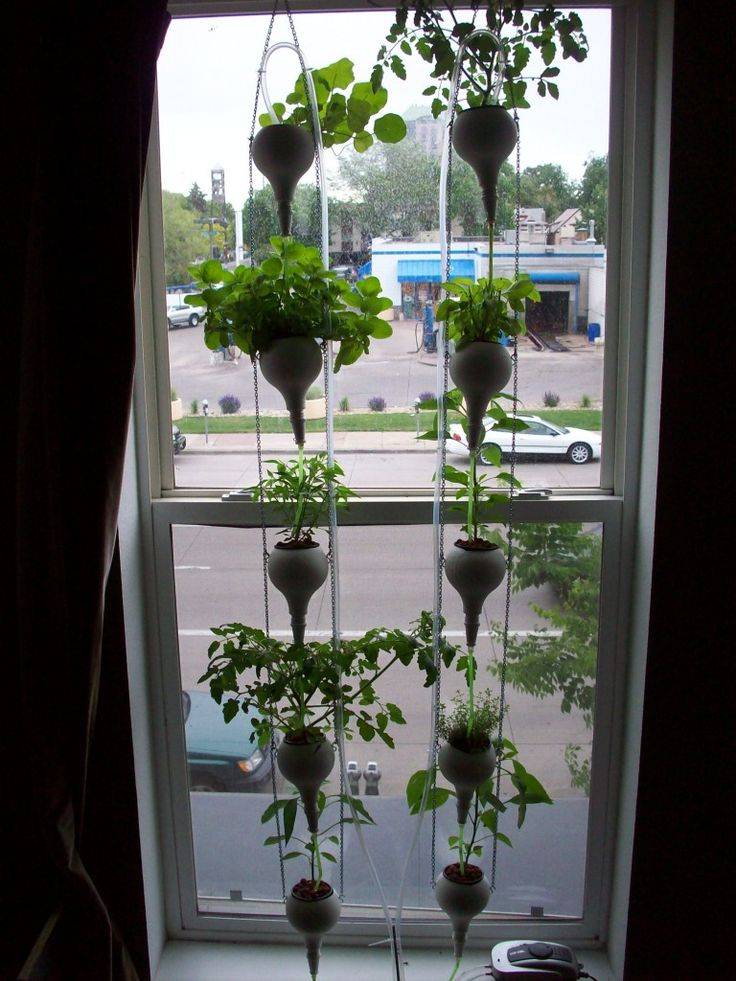 Best Office Window Food Garden Hydroponics Images