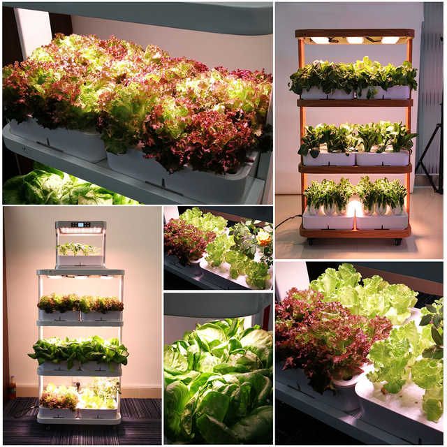 Apartment Aquaponics