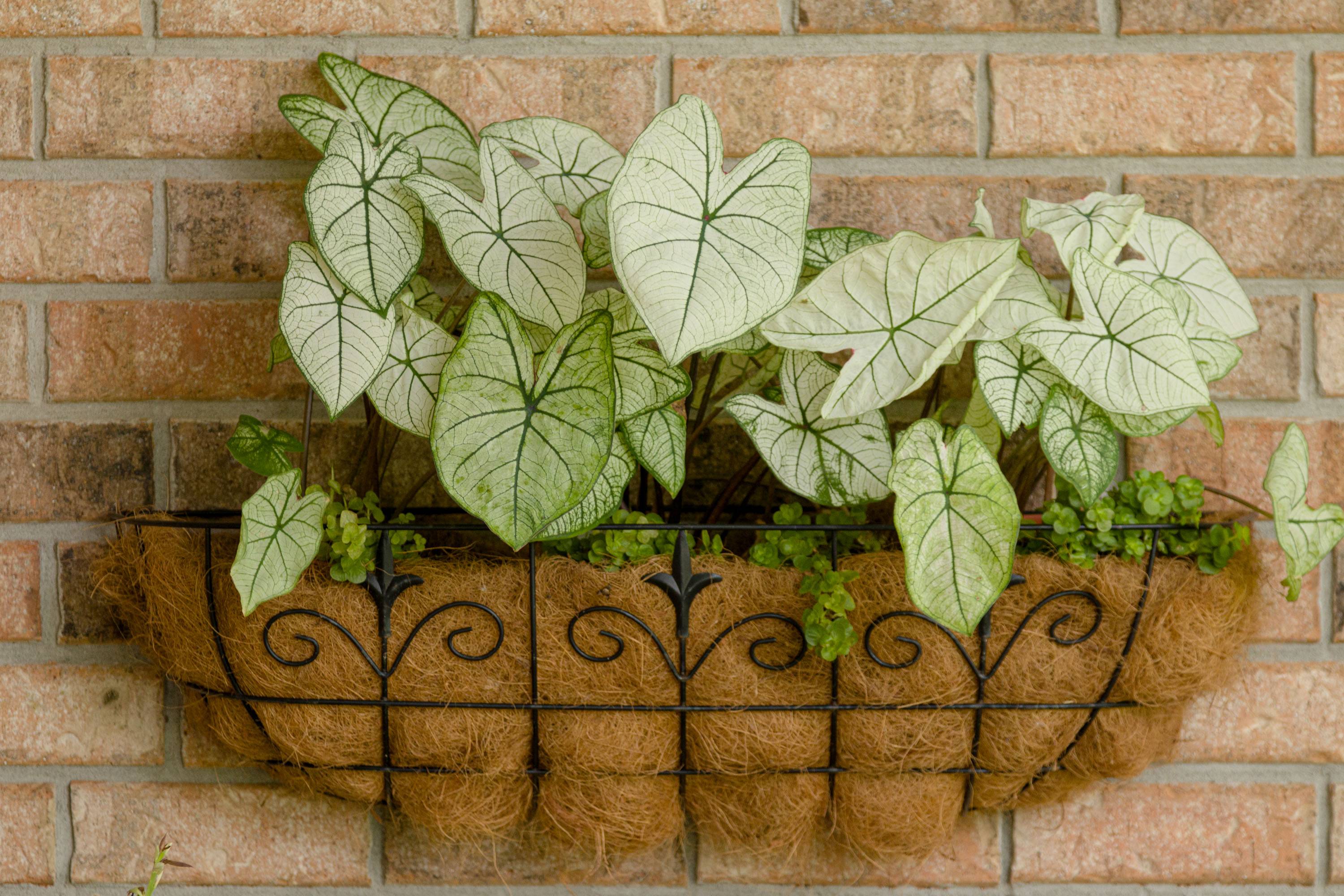 Impressive Climber And Creeper Wall Plants Ideas Container Garden