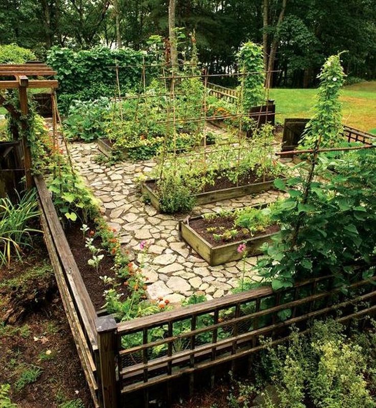 Medicinal Herb Garden Design Photograph
