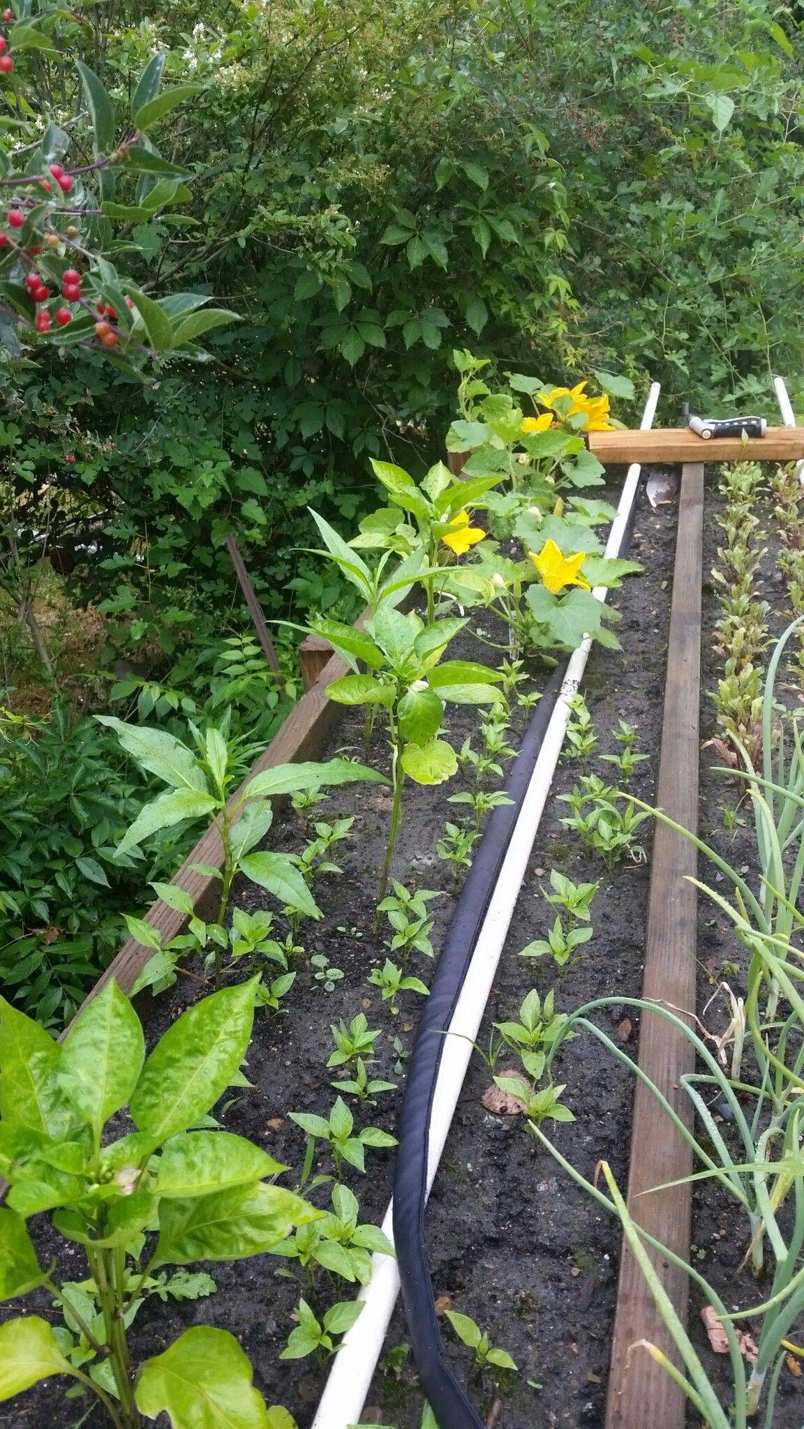 Thyme To Garden Now The Last Two Raised Garden Beds
