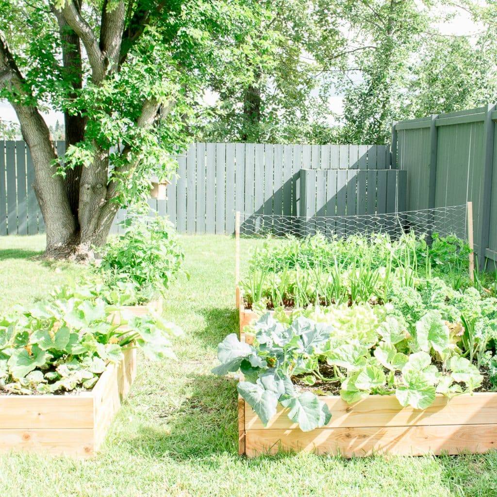 Your Own Raised Bed