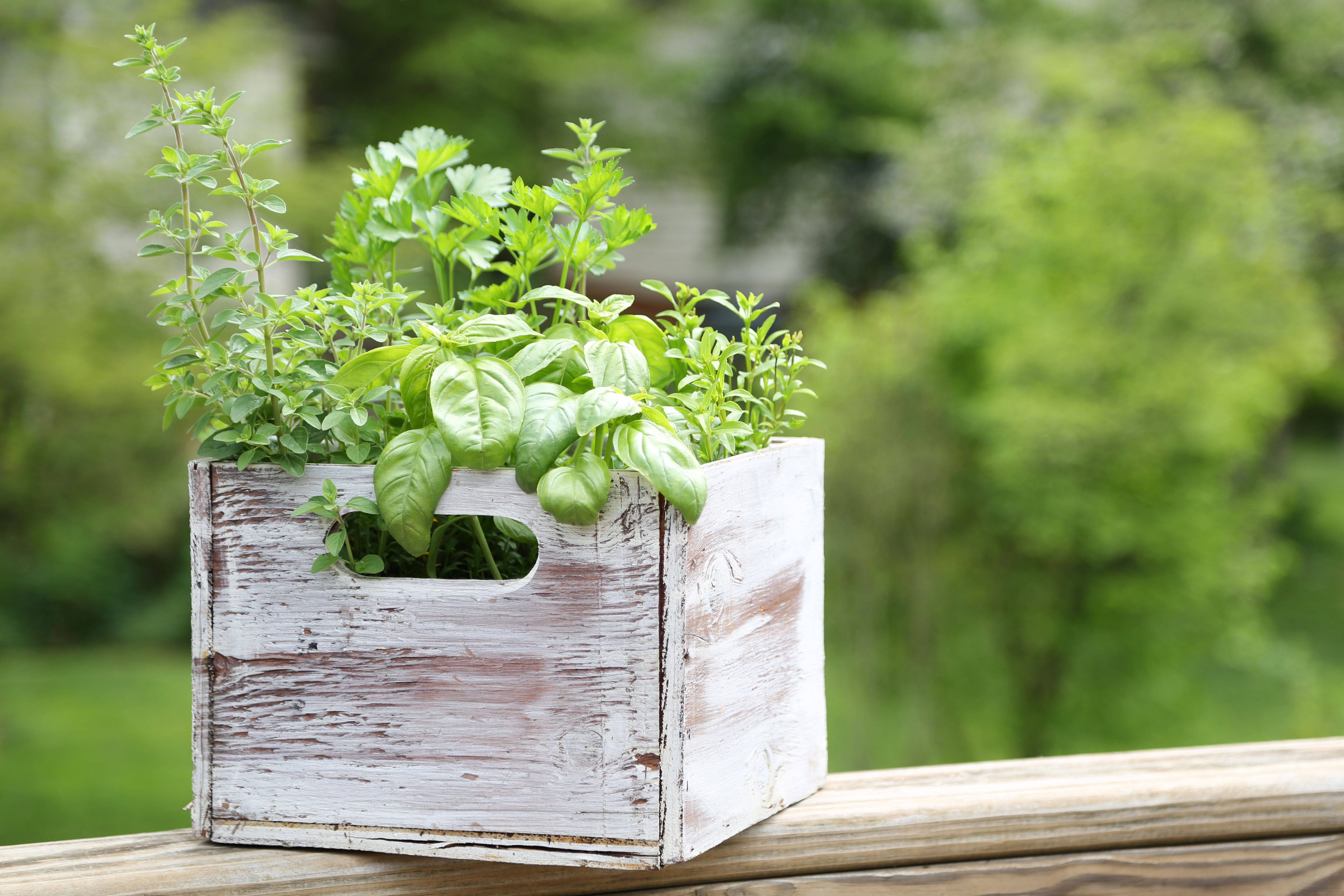 A Diy Herb Container Garden Beautiful To Look At And Perfect For