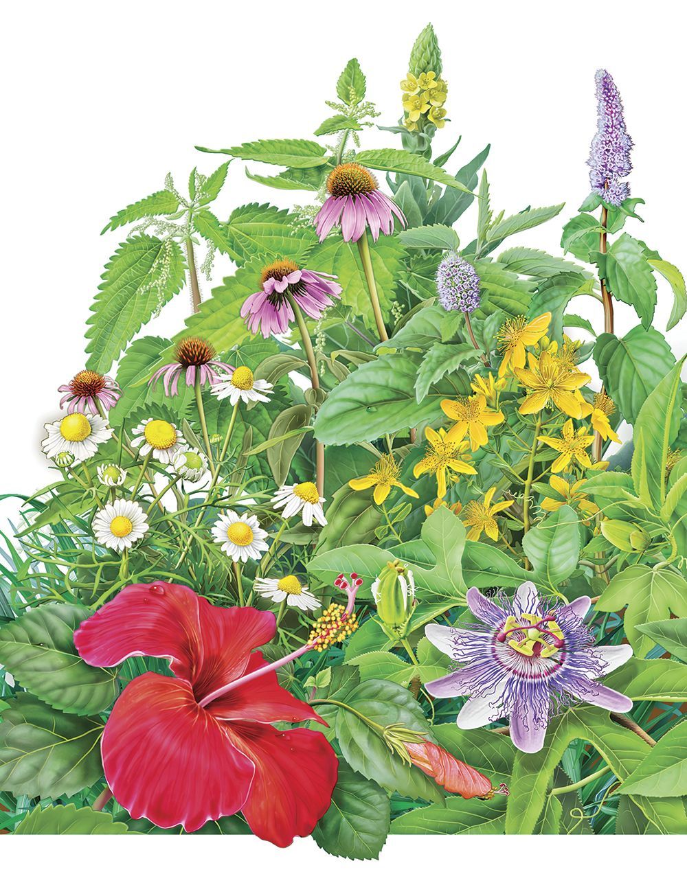A Culinary Herb Garden