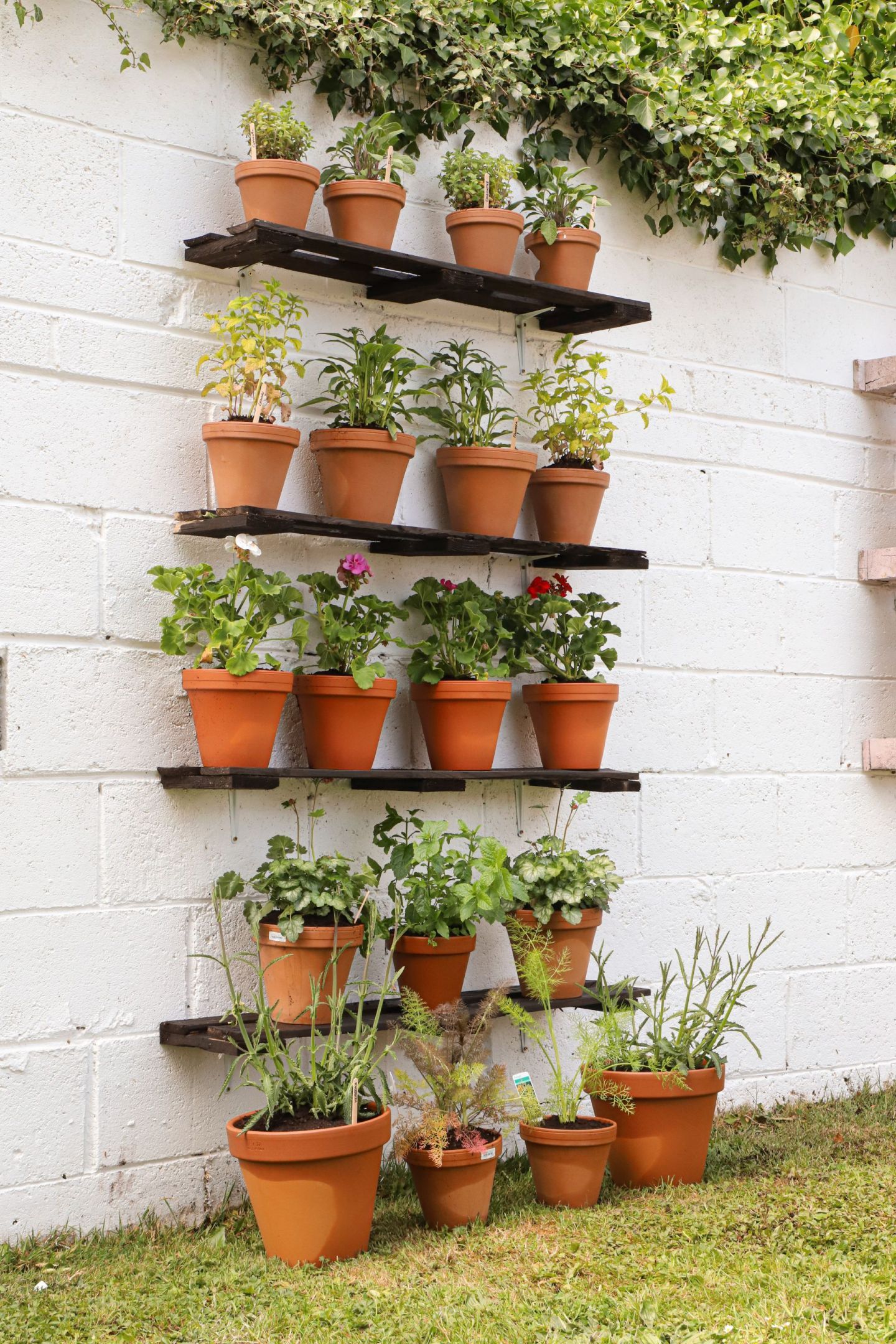 Your Own Herbal Tea Garden Sunset Magazine