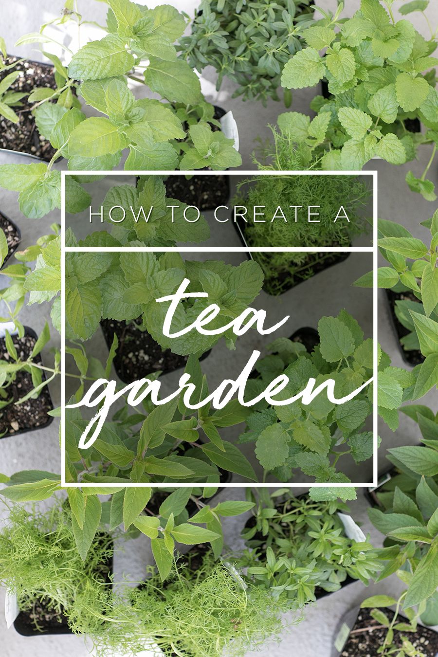 An Herbal Tea Garden
