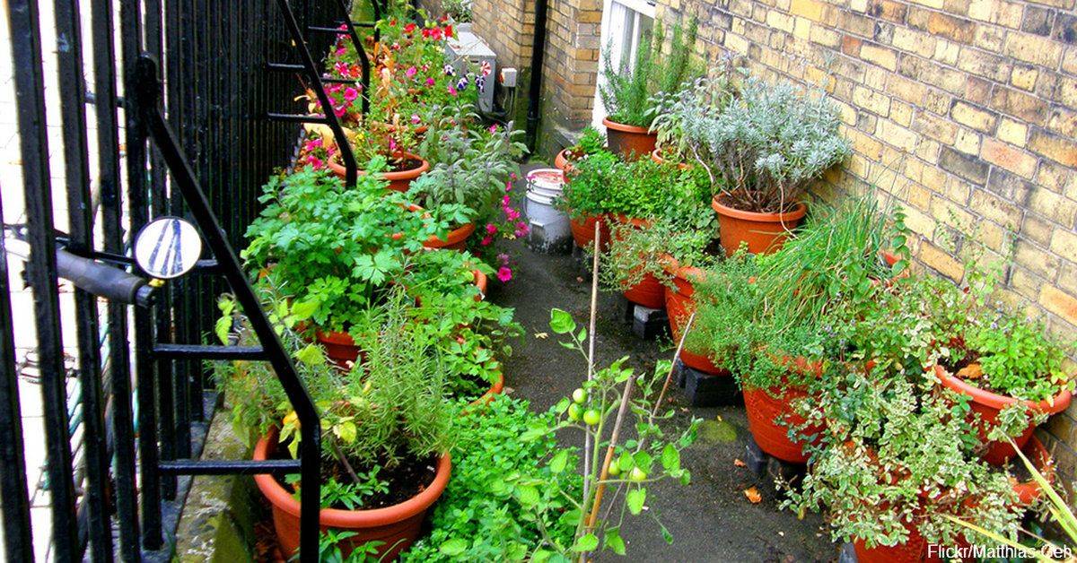 A Tea Garden Sugar And Charm Herbal Tea Garden