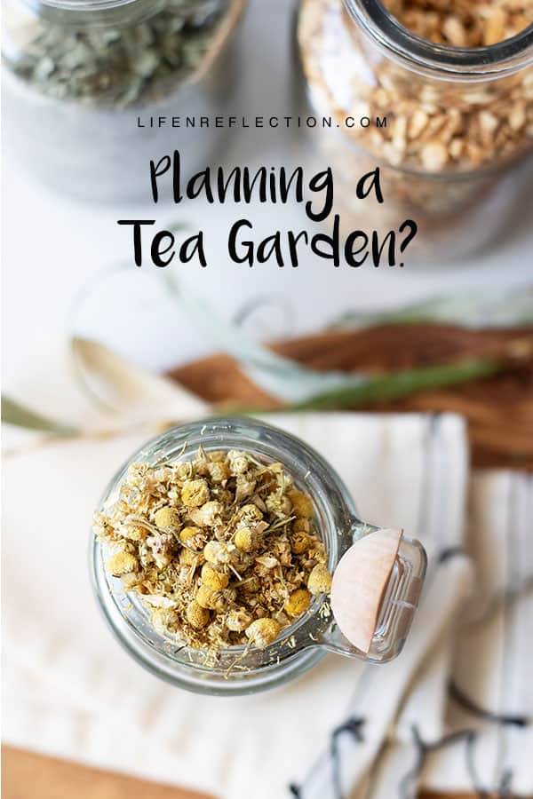 An Herbal Container Tea Garden