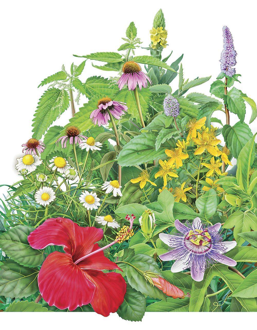 An Herbal Container Tea Garden