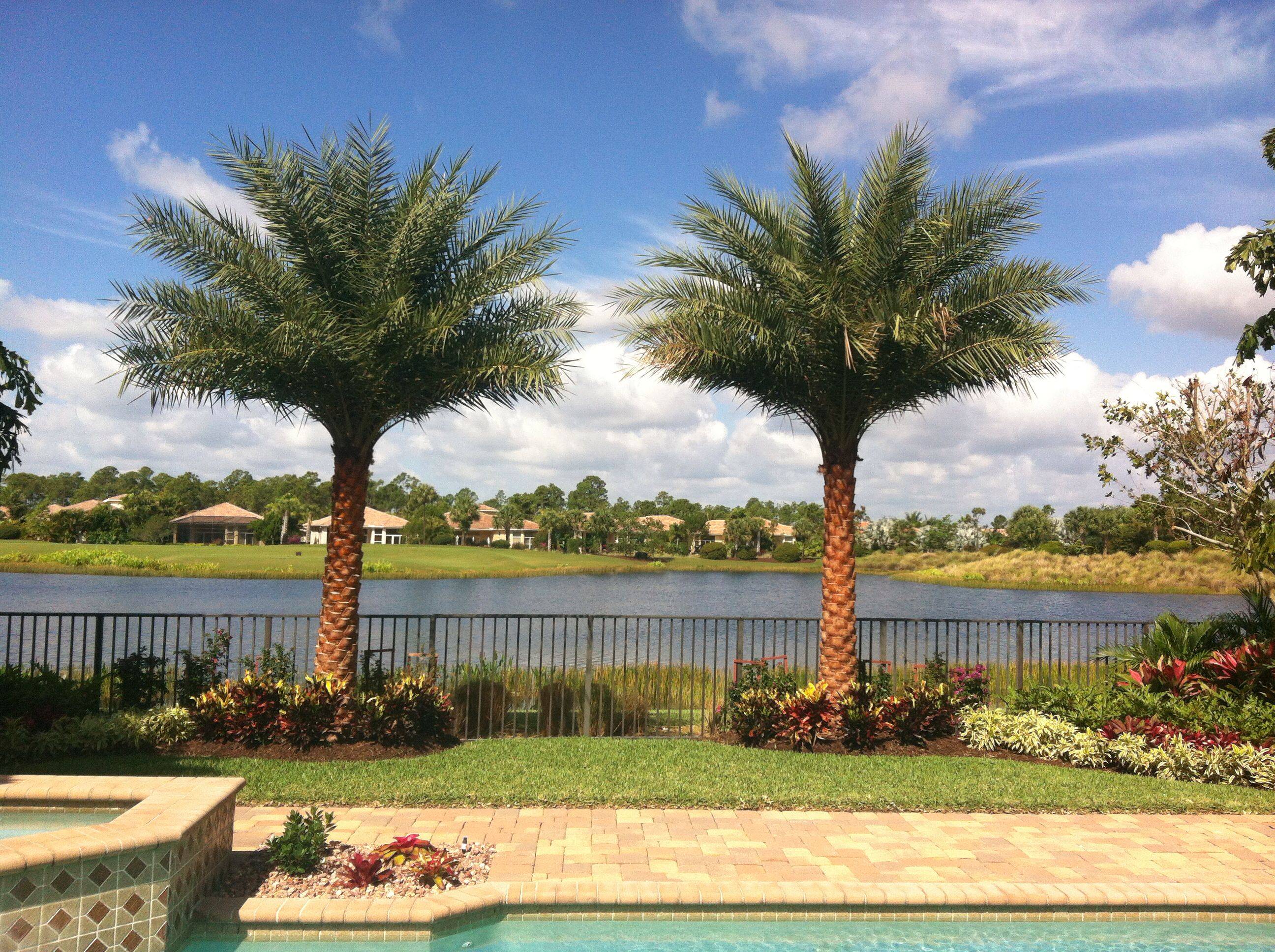 Areca Palm Row Privacy Landscaping