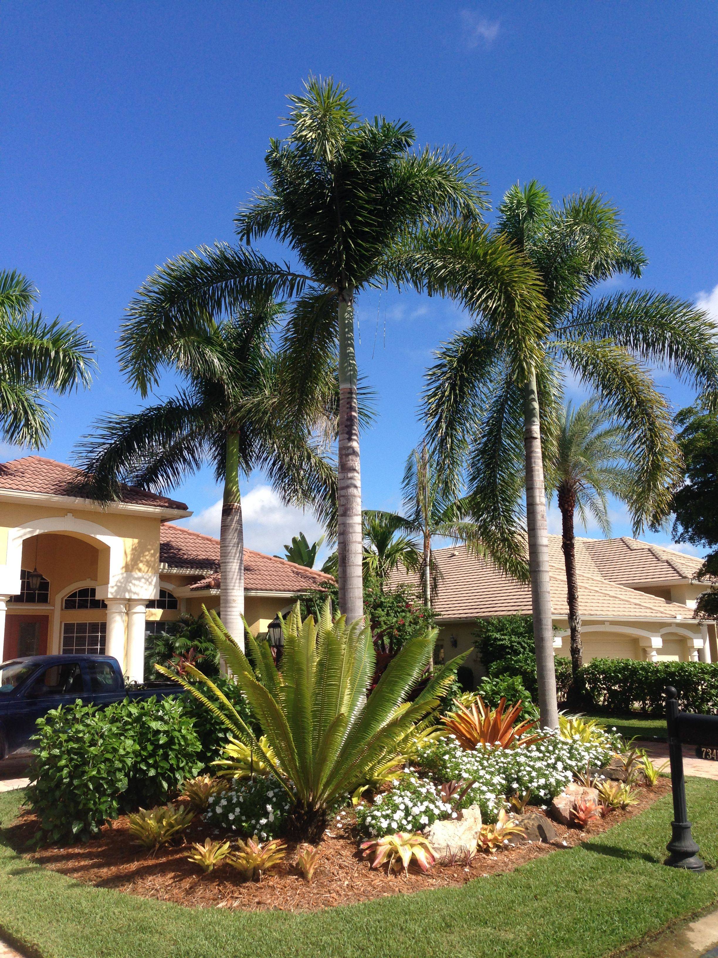 Palm Tree Landscaping Ideas