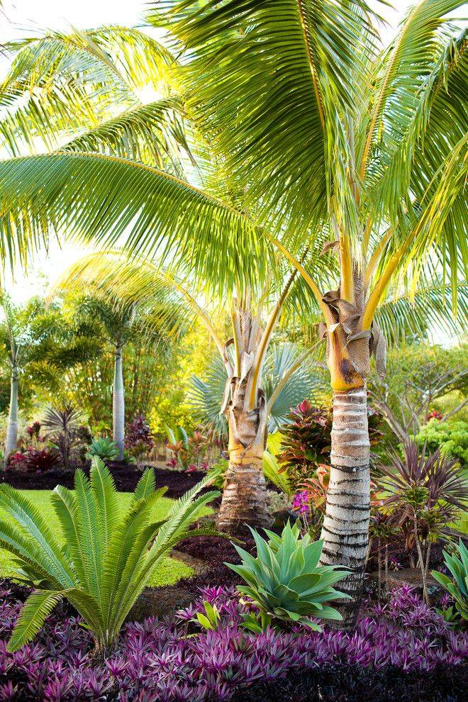 Wwwuniversaldevgroupcom Bromeliads