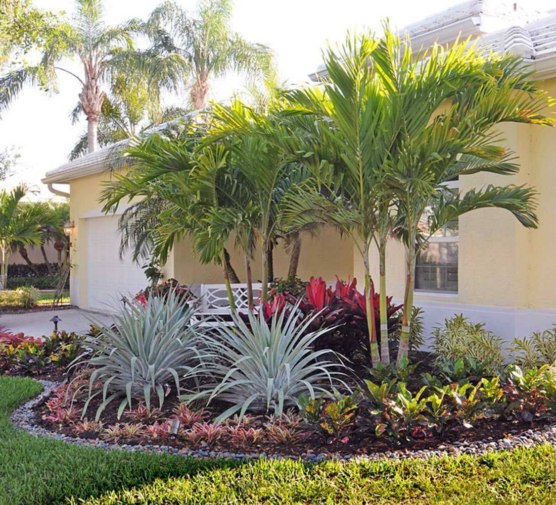Sylvester Date Palm Landscape