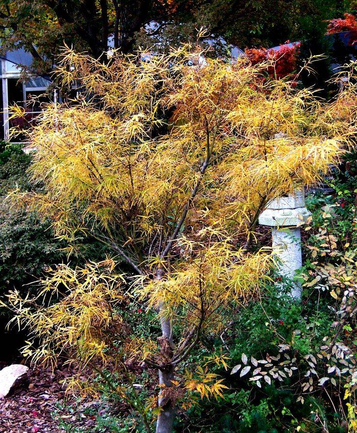 Acer Palmatum