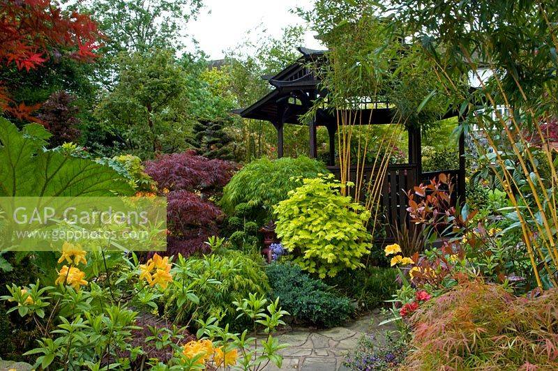 Maple Acer Garden Design