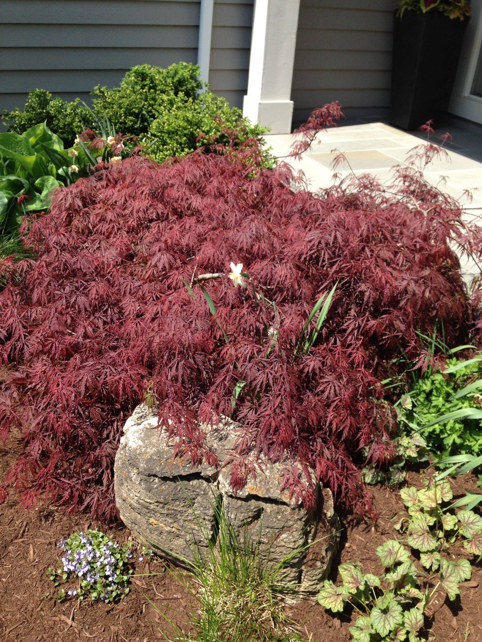 Acer Japonicum Aconitifolium Late Fall Japanese Maple Tree