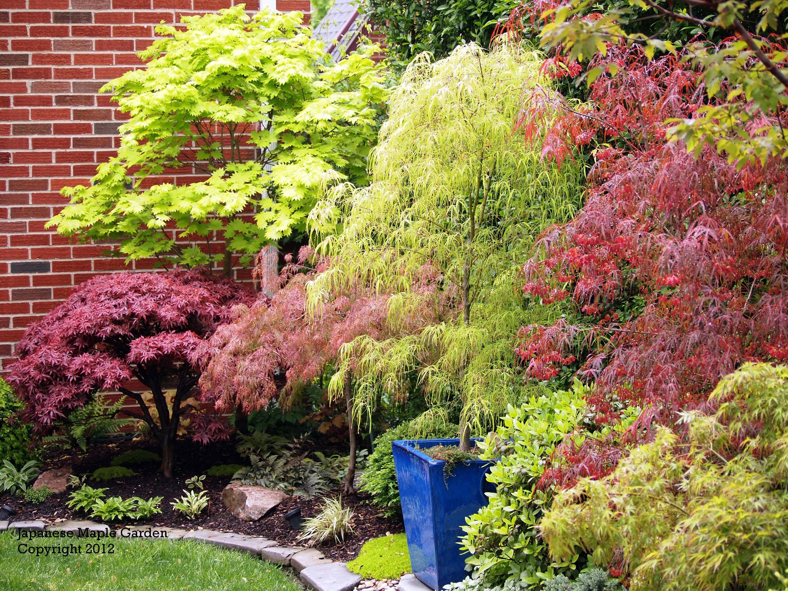 Japanese Maple Garden