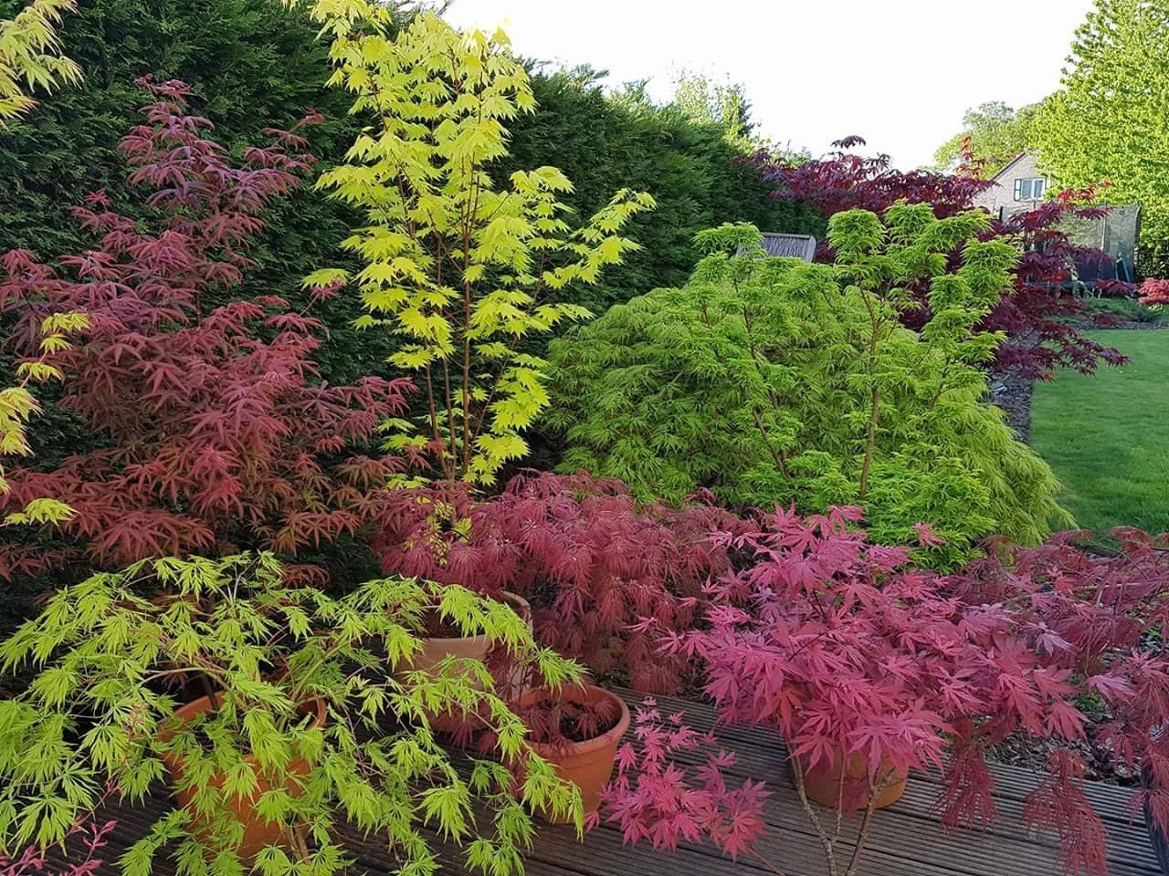 Japanese Maple Garden