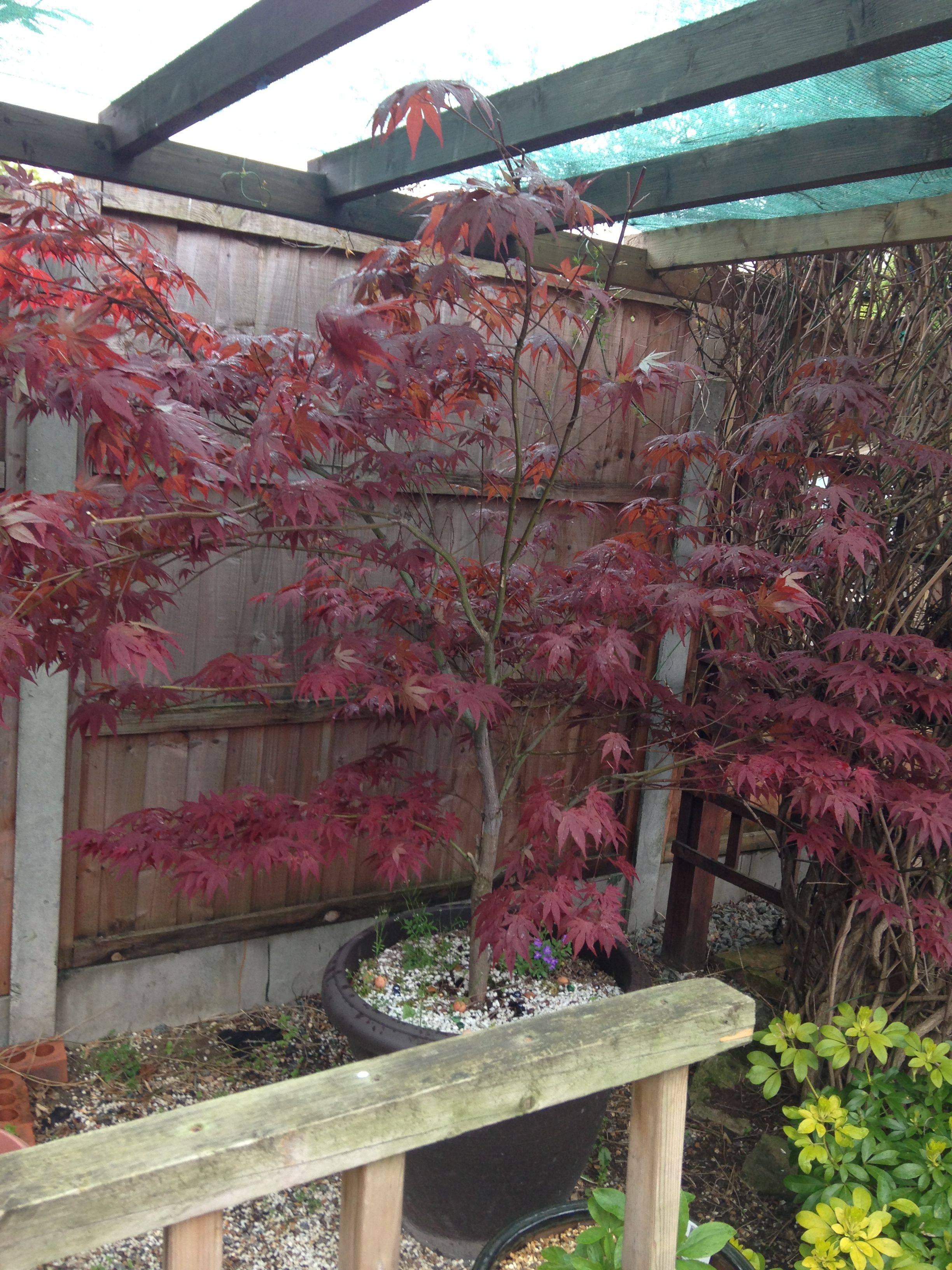 Japanese Maple Tree