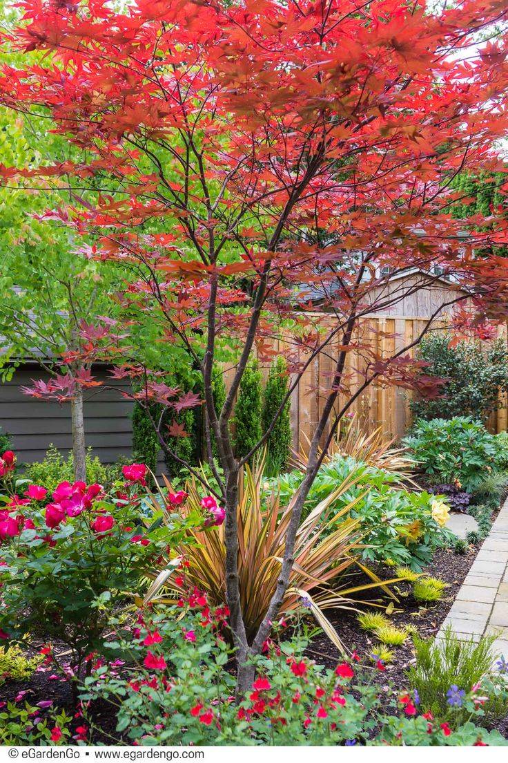 Japanese Maple Acer Palmatum