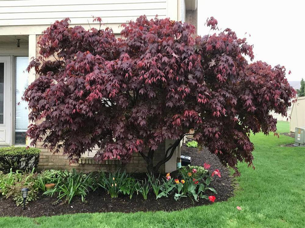 Japanese Maple