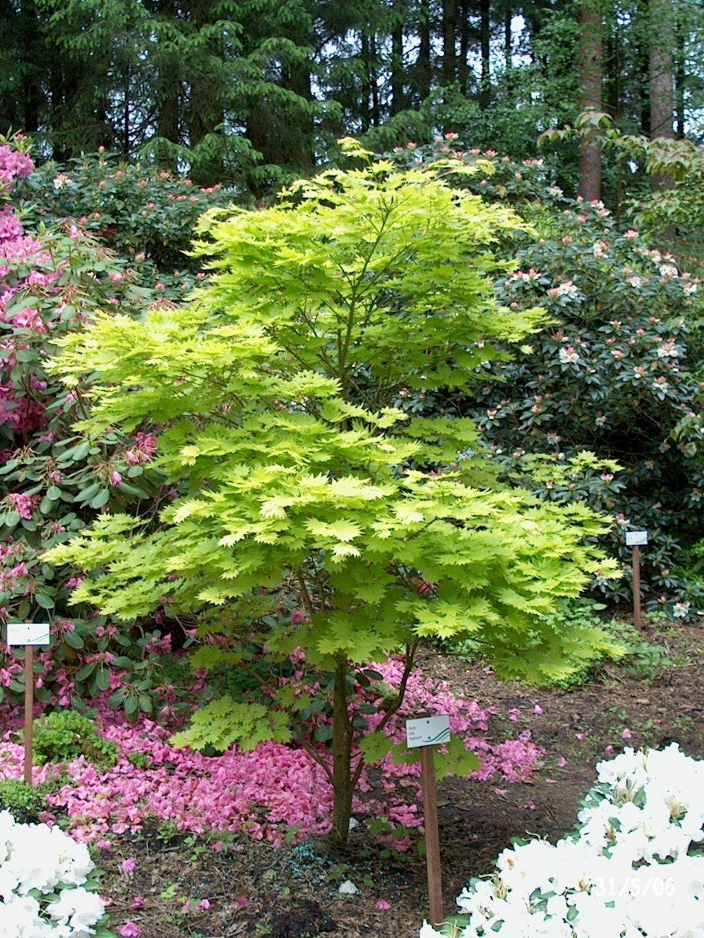 Acer Display Garden Center