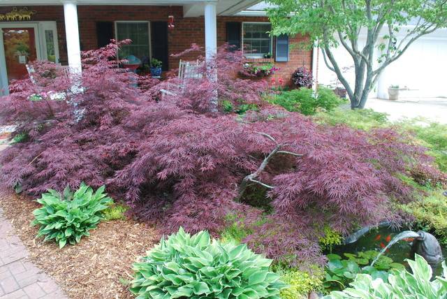 Acer Japonicum Vitifolium Beautiful Gardens