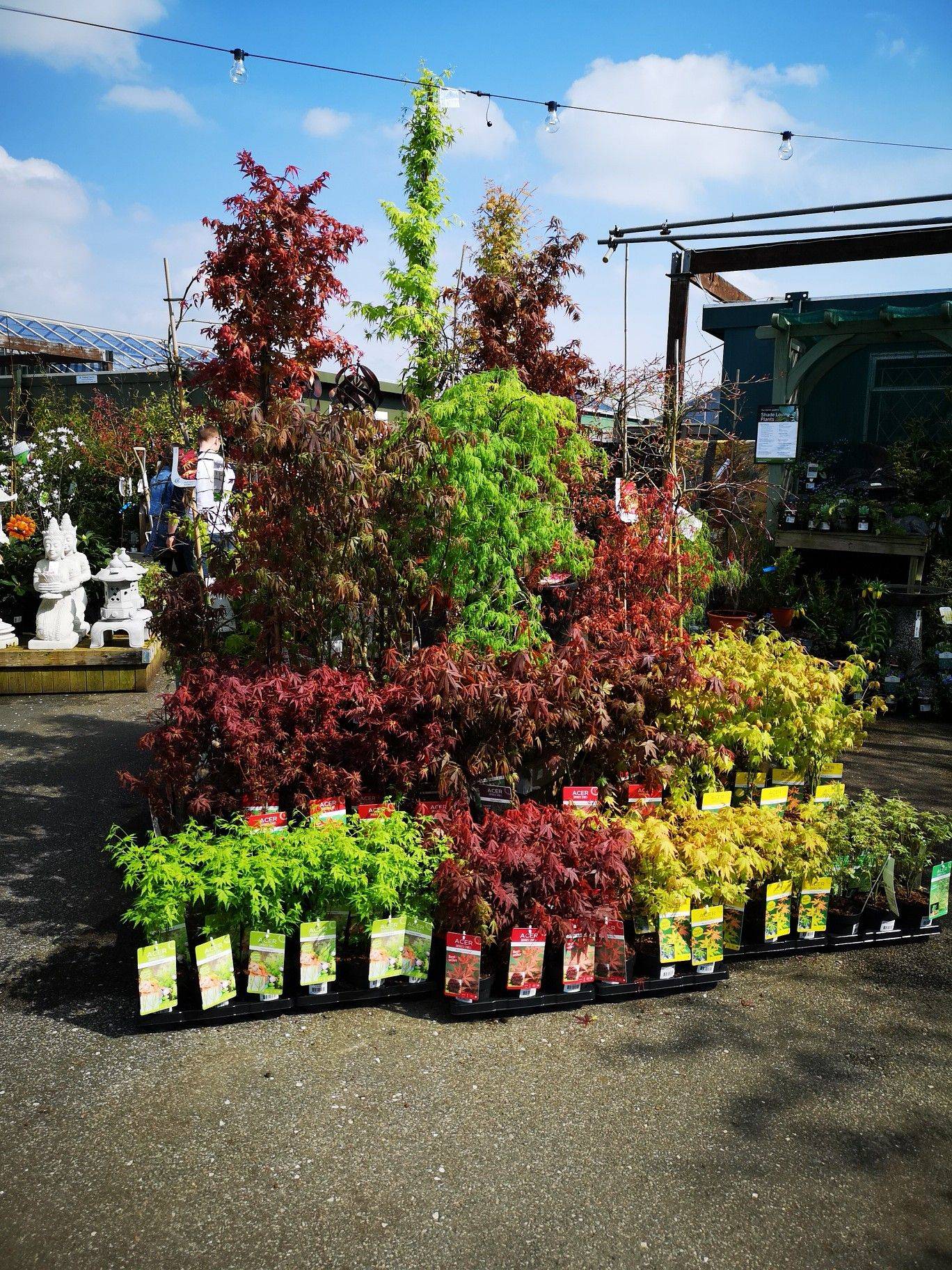 Acer Palmatum Small Trees