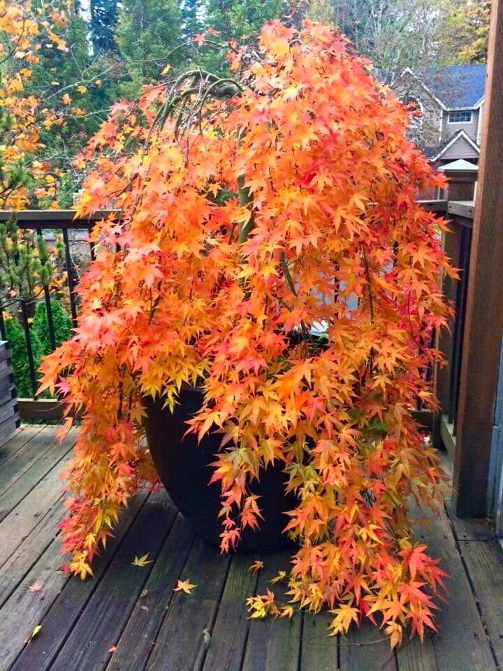 Acer Palmatum Small Trees