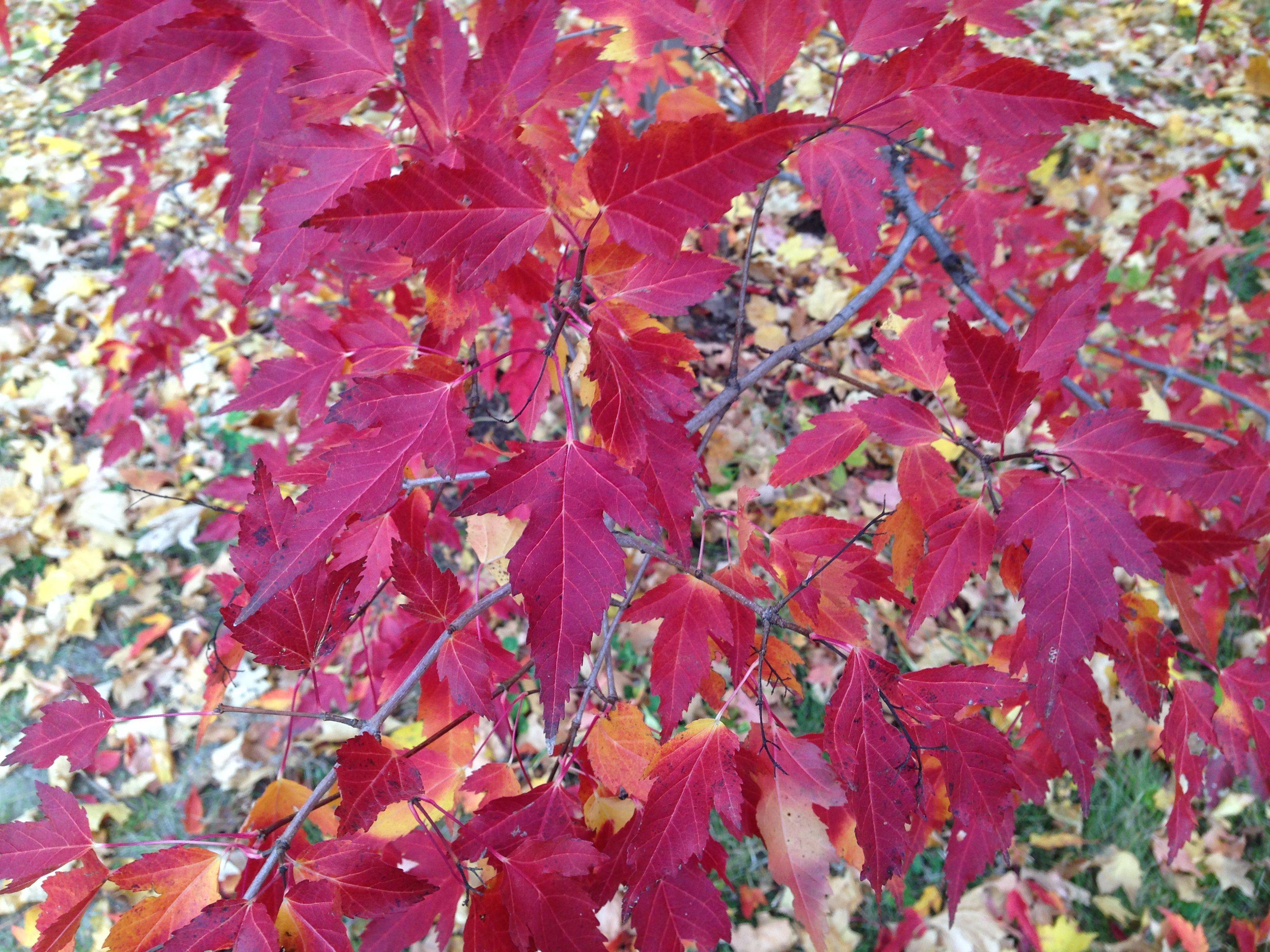 Golden Full Moon Maple