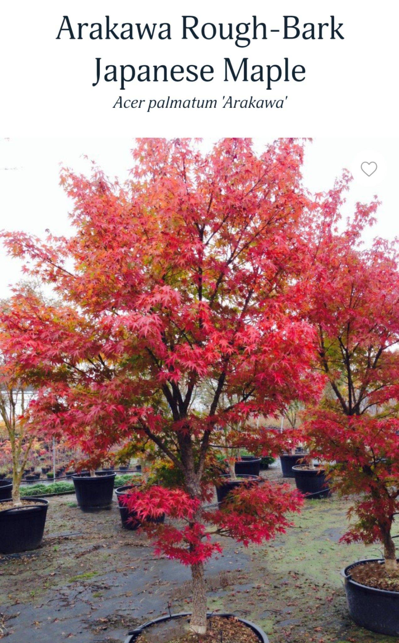 Golden Full Moon Maple