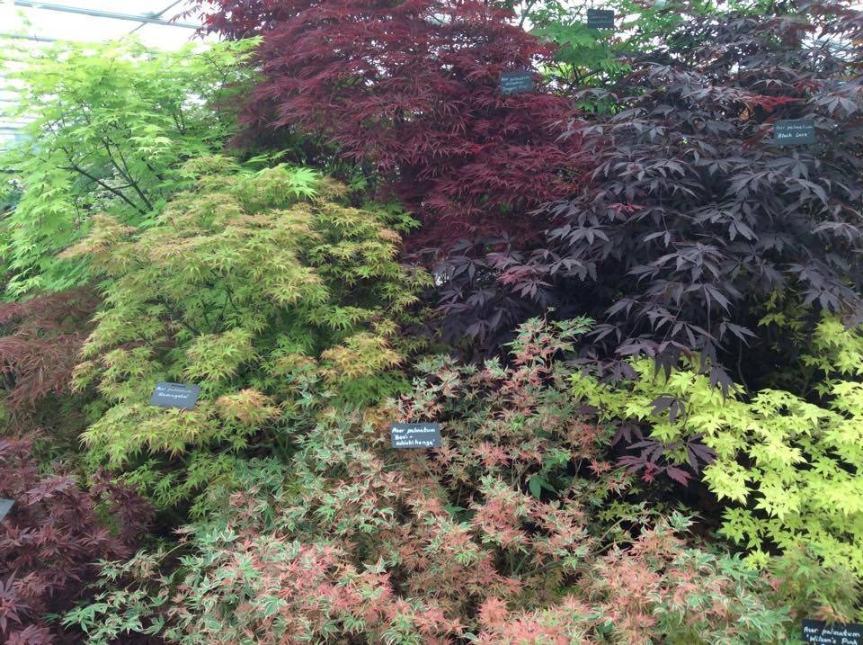 21 Acer Tree Garden Ideas You Gonna Love SharonSable