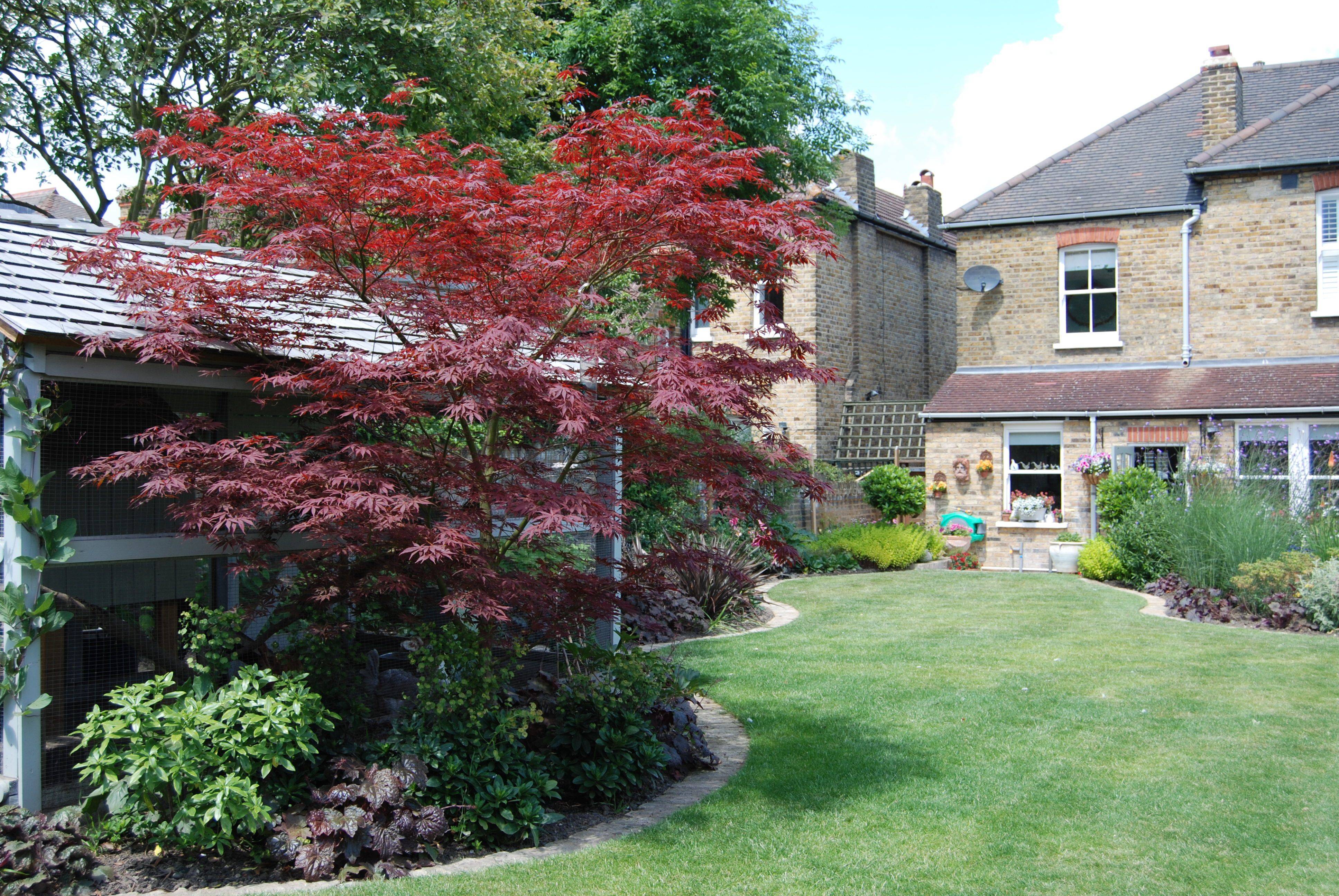 My Large Acer Plants