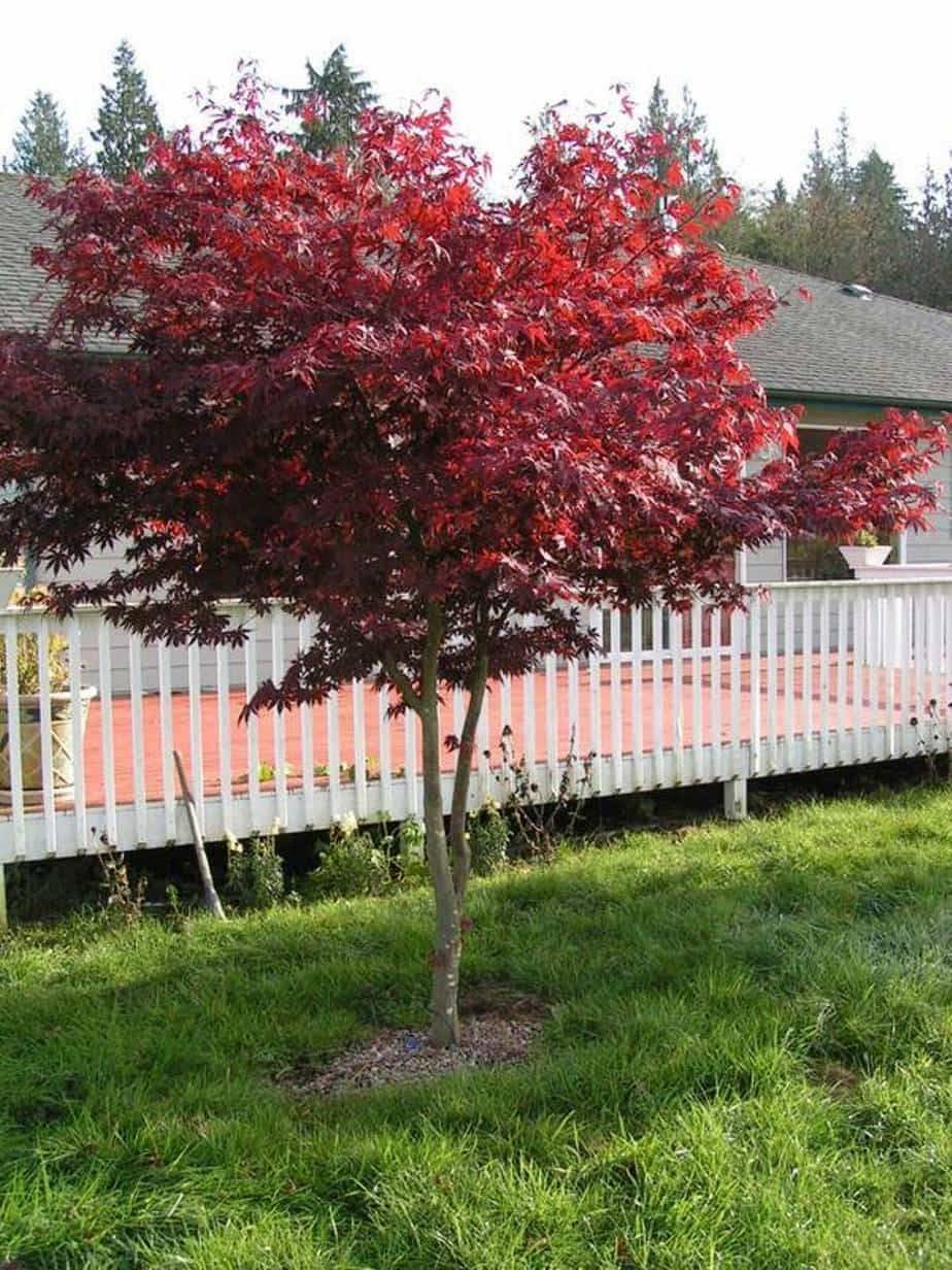 Japanese Maples