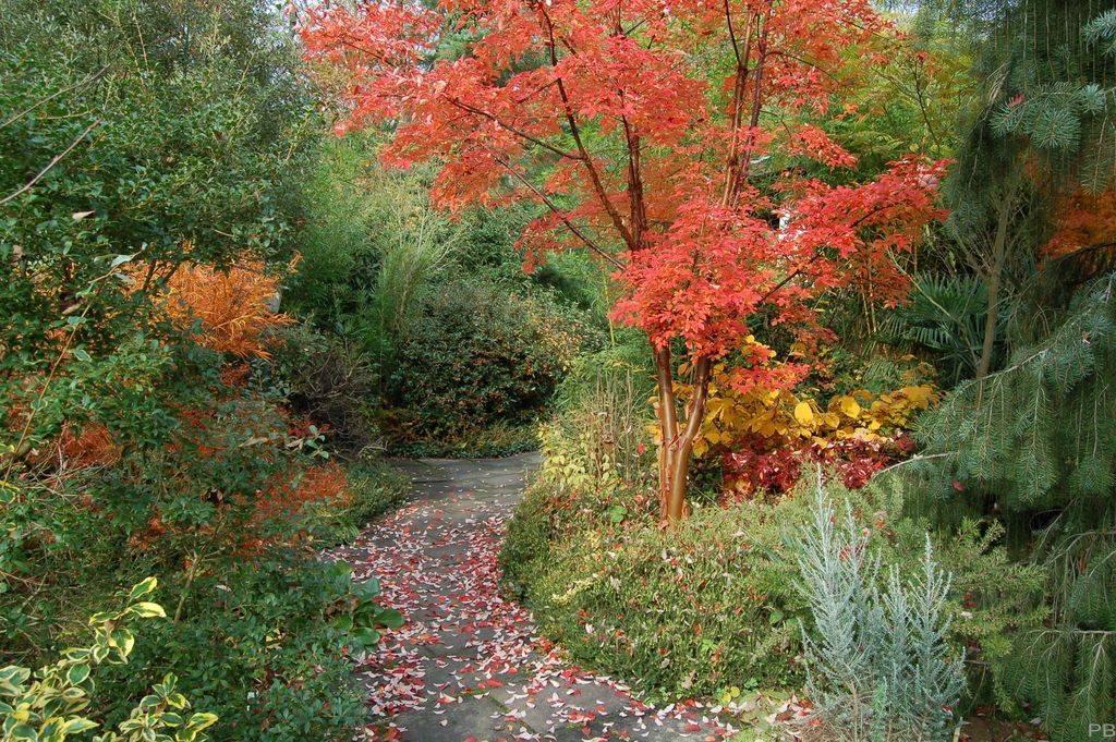 Taylor Pink Leaves