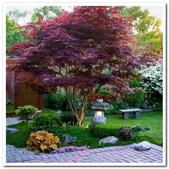 Beautiful Crimson Queen Japanese Maple
