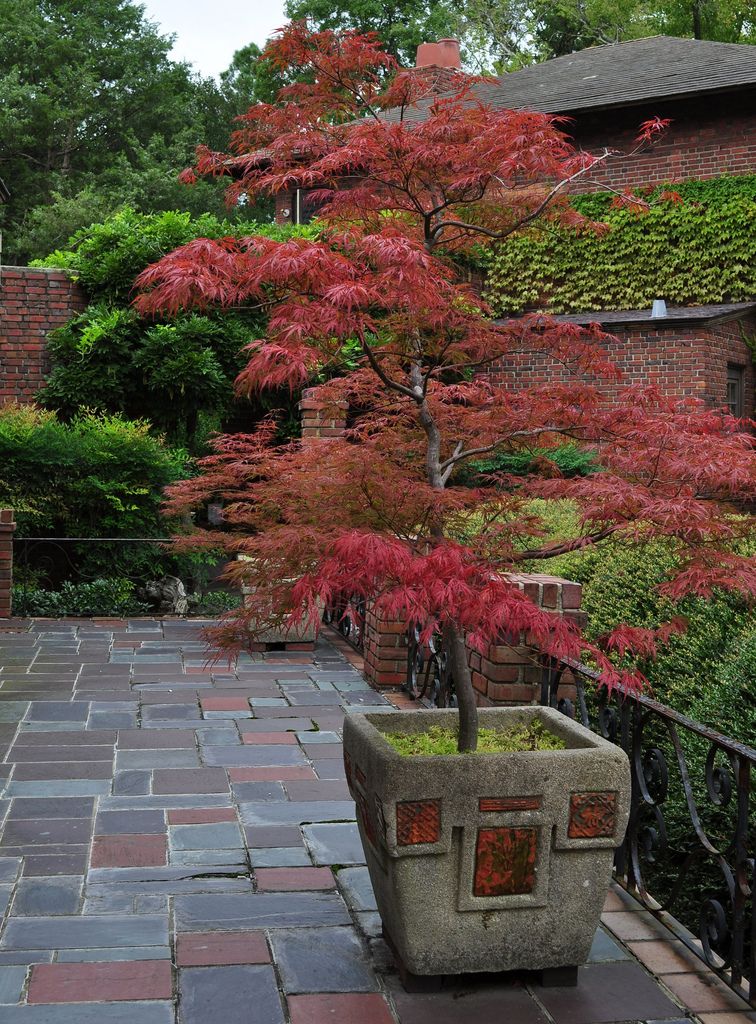 A Dwarf Japanese Maple