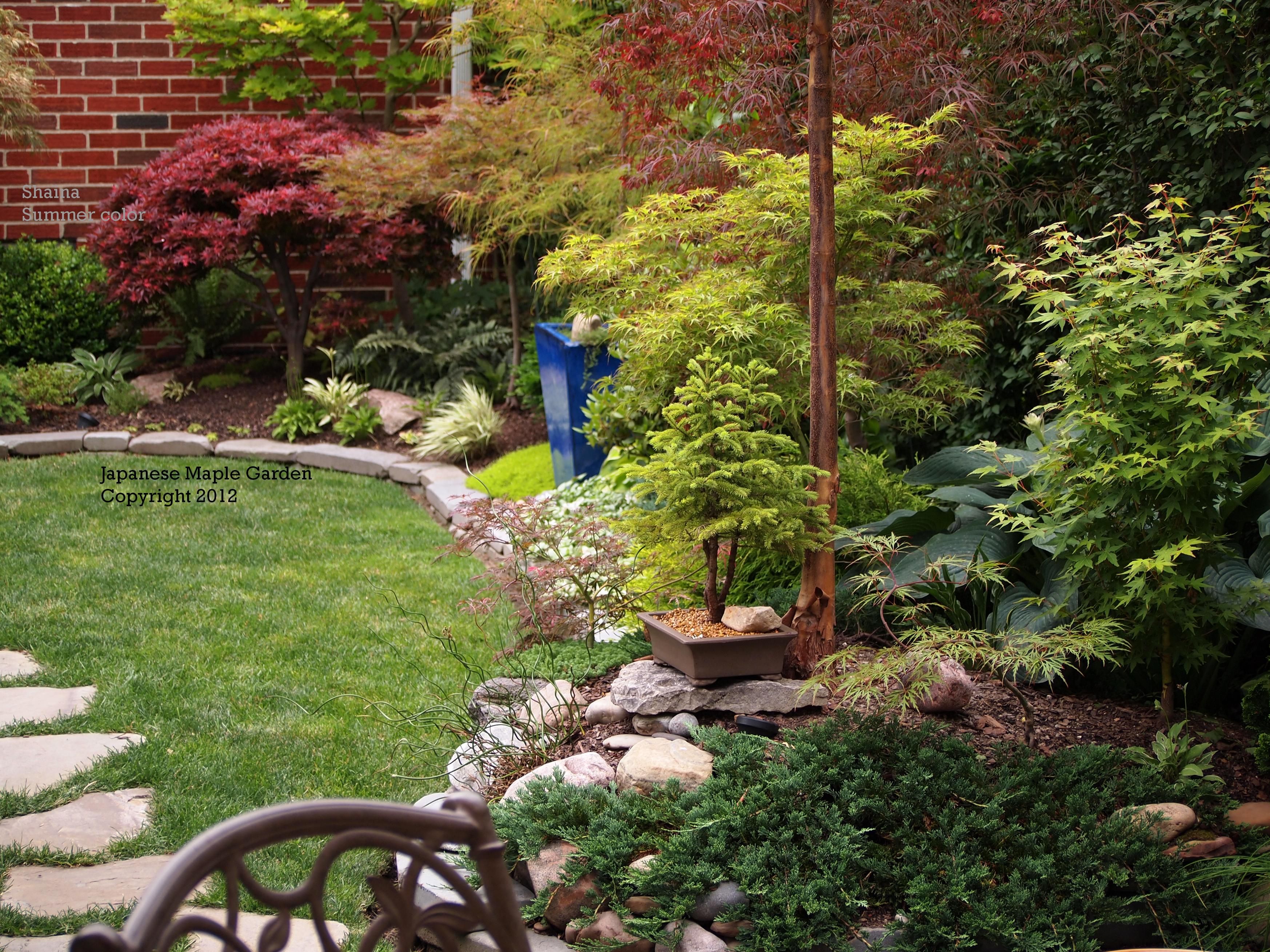 Japanese Maple Tree Garden Ideas Ronandesigns